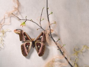 global Magnified global Magnified